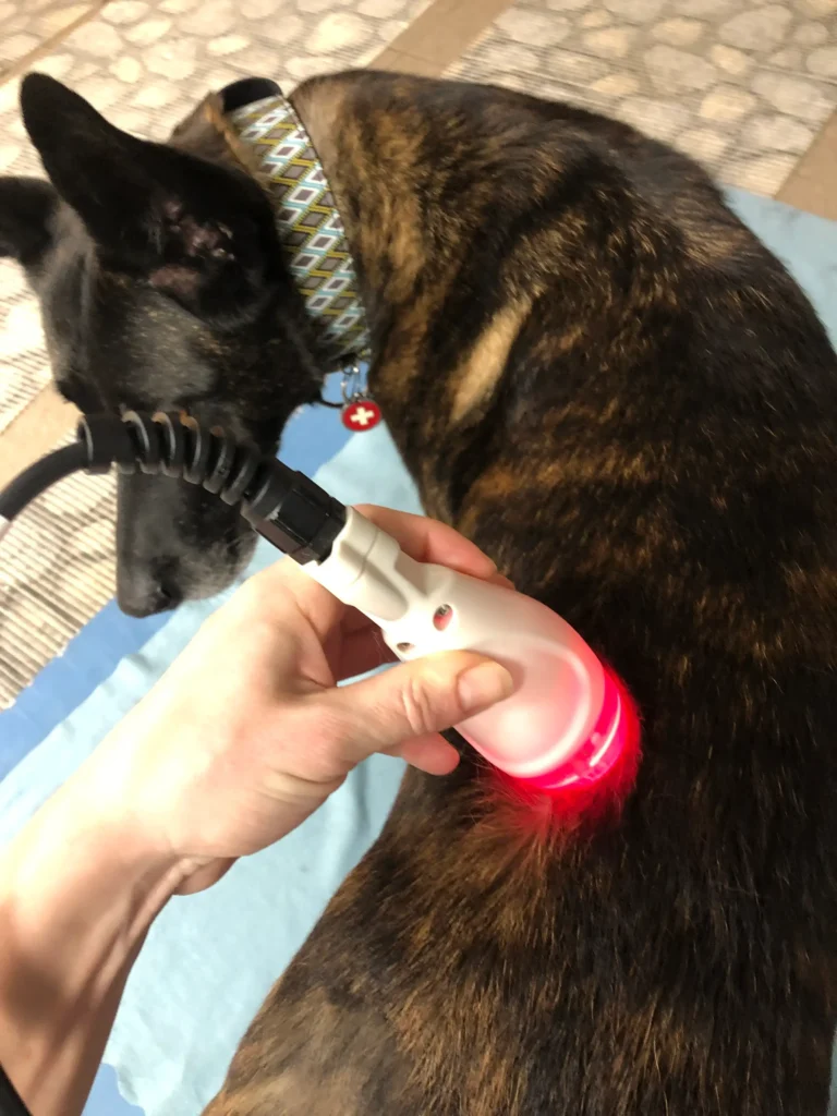 Ošetření psa za pomoci laseru, veterinární fyzioterapie