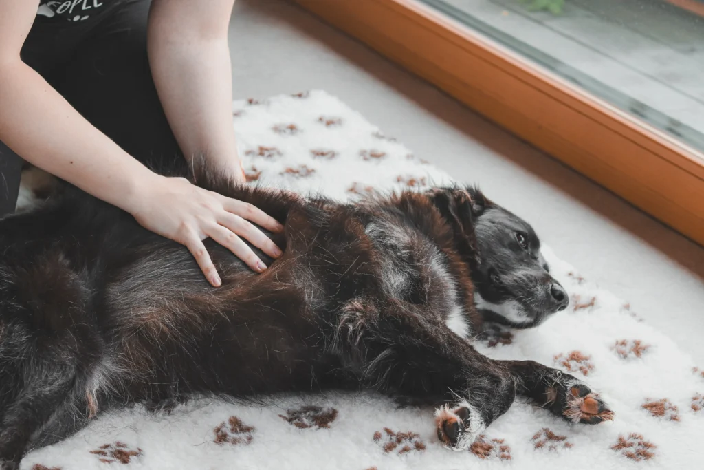 Manuální metody veterinární fyzioterapie, Myofasciální techniky