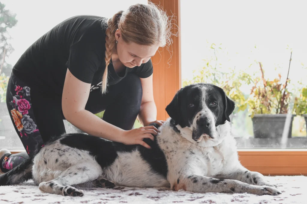 Manuální metody veterinární fyzioterapie, Masáž