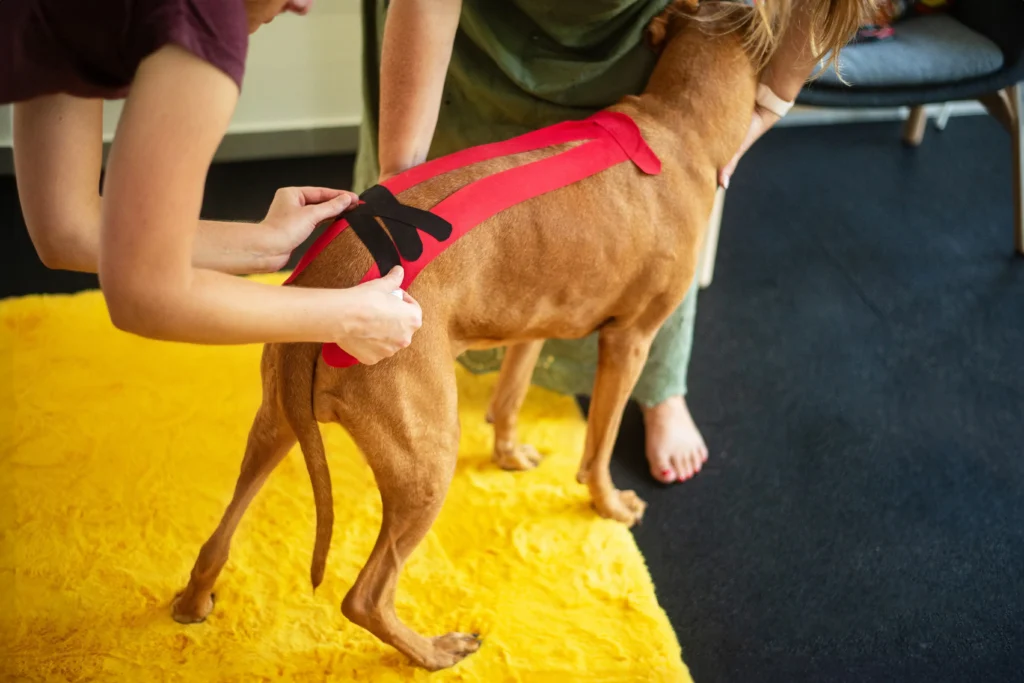 Manuální metody veterinární fyzioterapie, Kinesiotaping