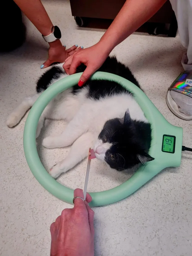Fyzikální metody veterinární fyzioterapie, Magnetoterapie
