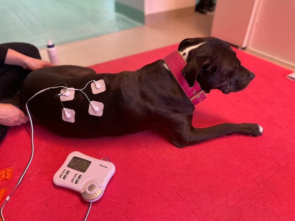 Fyzikální metody veterinární fyzioterapie, Elektroterapie